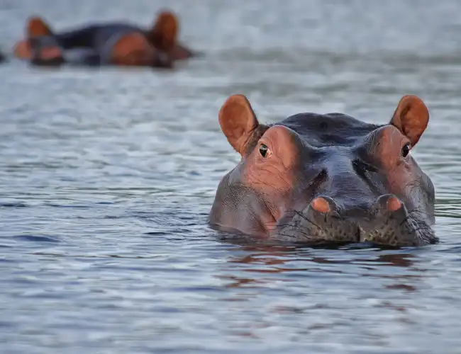 Nkasa Rupara National Park
